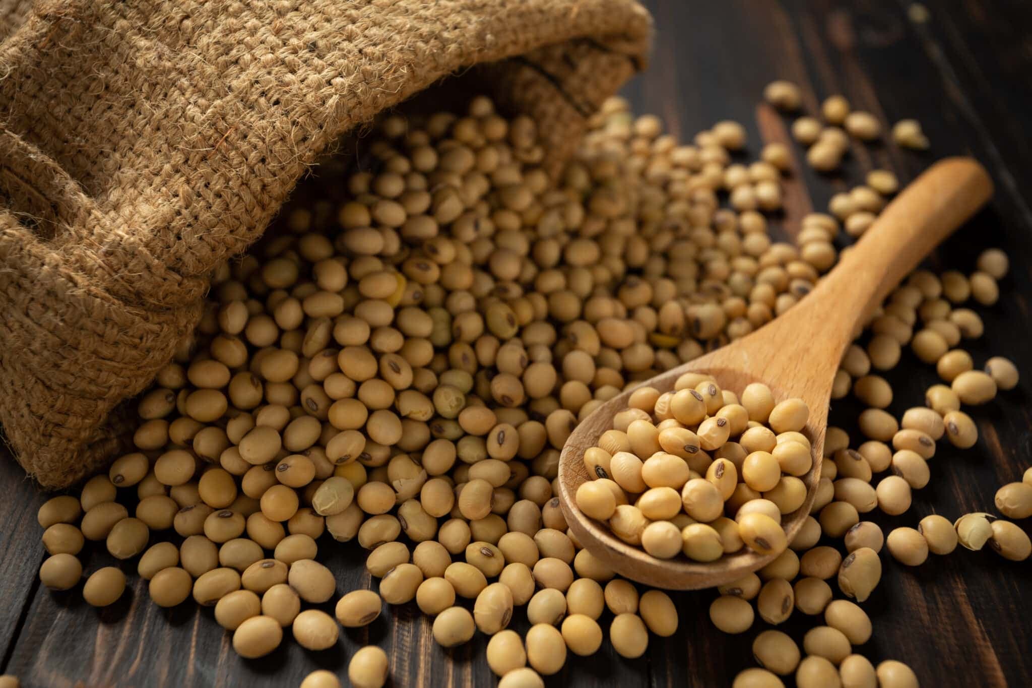 Harvested Brazilian soybeans in grain terminal storage